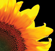 AAP Logo