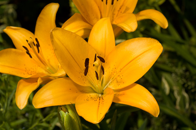Portfolio Image